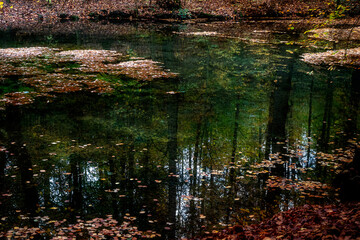 Waldspiegelung auf See mit Herbstlaub