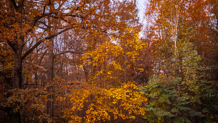 Goldener Herbst Landschaft