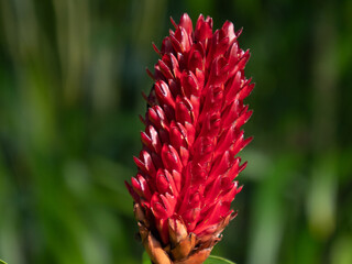 Fleurs de Polyn&eacute;sie