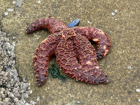 Close-up of a Purple Starfish on Sandstone rock at low tide, British Columbia, Canada