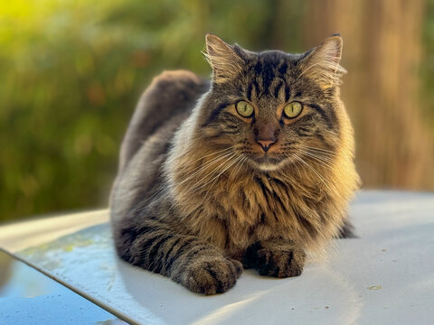 Close-up of a fluffy longhaired tabby cat sitting outdoors in sunlight, British Columbia, Canada