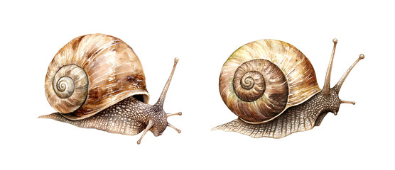 Snail, watercolor clipart illustration with isolated background.
