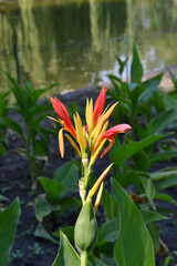 Obraz premium Red and yellow flower