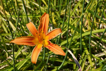 Fototapeta premium Orange lily in the garden