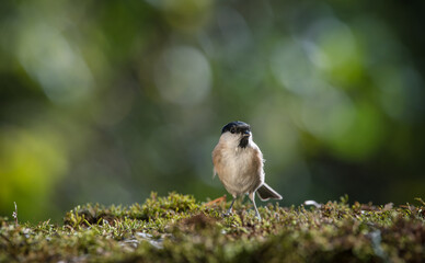 Closeup of bird resting on the ground in the autumn sunlight with bokeh bacground