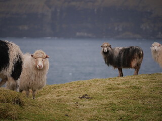 Fototapeta premium Faroe Islands - Sheep