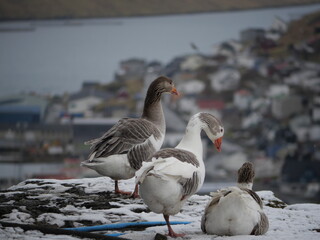 Faroe Islands - Goose