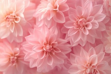 Obraz premium Stunning Pink Dahlia Flower Arrangement