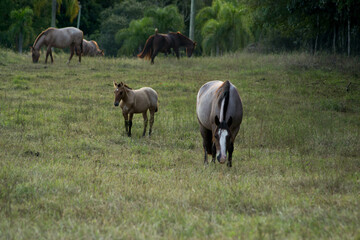 horses in the meadow