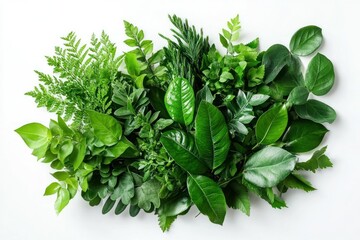 Obraz premium Fresh Vibrant Green Leaf Arrangement on White Surface