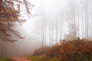 Obraz premium Autumn in the forest landscape with trees in fog foggy weather
