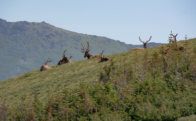 Rocky Mountain Elk