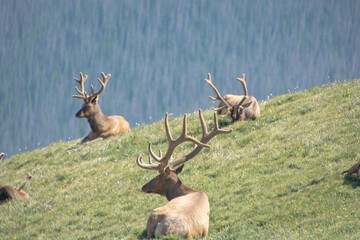 Rocky Mountain Elk