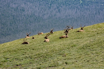 Rocky Mountain Elk