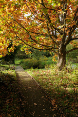 Sunlit autumn tree with vibrant orange and green leaves shading a narrow garden path, creating a serene fall atmosphere in a peaceful park setting