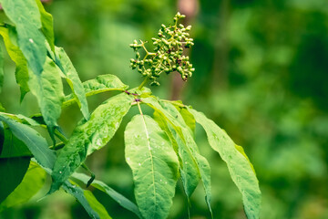 green leaves in spring