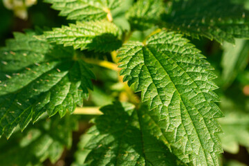 Beautiful green leaves of nettle plants closeup