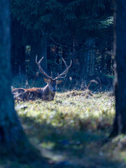 deer within the forrest 