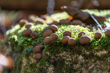 A set of Mushrooms on a tree