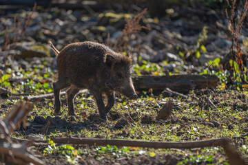 Wild young pig