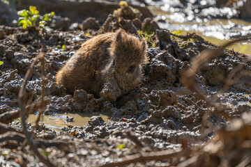 Take a bath - Wild pig