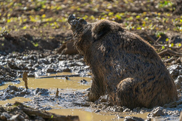 pig in the sunshine 