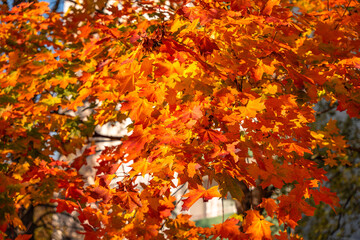 A tree with many orange leaves is in front of a building. The leaves are bright and vibrant, creating a warm and inviting atmosphere