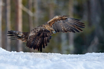 Golden eagle (Aquila chrysaetos)