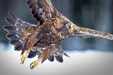 Golden eagle (Aquila chrysaetos)