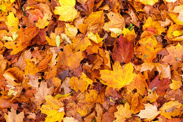 Autumn maple leaves lying like a carpet on the ground.