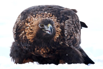 Golden eagle (Aquila chrysaetos)