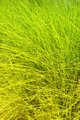 Gray fescue ( lat. Festuca glauca ) is a species of flowering plant of the Grass family ( Poaceae ).