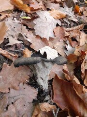 Funghi trombette di morto, Craterellus cornucopioides