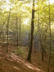 Bosco suggestivo in autunno