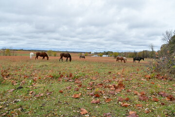Horses in a Farm Field