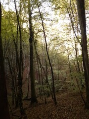 Bosco suggestivo in autunno