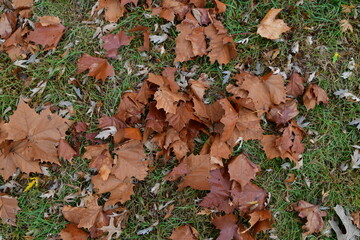 Dry Sycamore Leaves in a Yard