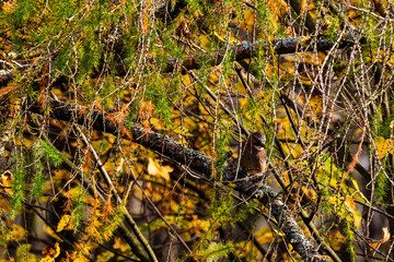 Elusive Eurasian jay nestled among branches, its vibrant plumage peeking through the foliage. A captivating glimpse of this intelligent bird blending seamlessly into its woodland habitat.