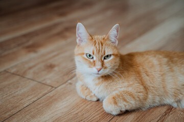 An orange cat is currently laying comfortably on a warm wooden floor, gazing directly at the camera...