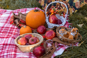 Autumn picnic in nature with apples. Apples and pumpkins on a blanket in nature