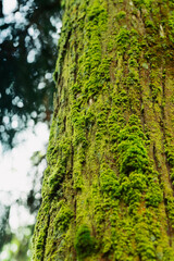 moss on tree