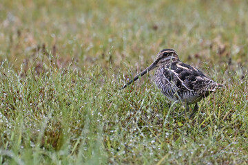A migratory Wilson's Snipe (Gallinago delicata) treads through lakeside grass in search of a meal.