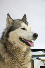 An Alaskan Malamute sits comfortably indoors, enjoying a sunny day. Its fur glistens softly, while the dog seems content and relaxed, looking off to the side