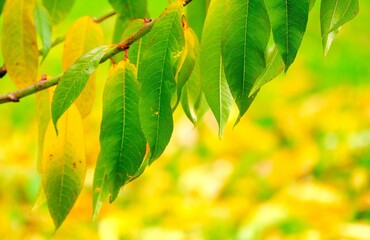 Blätter in Herbstfarben