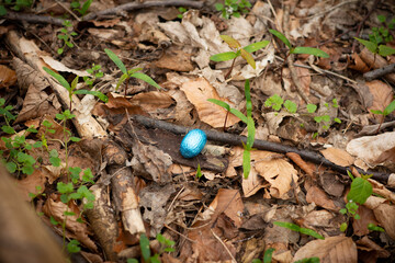 searching for easter eggs in the forest, Easter egg,