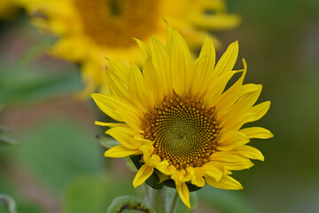 Blooming sunflowers in the garden.