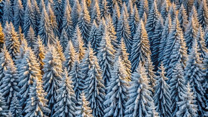 Majestic winter forest landscape with snow-covered firs at sunset