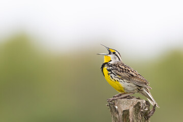 Naklejka premium Eastern Meadowlark