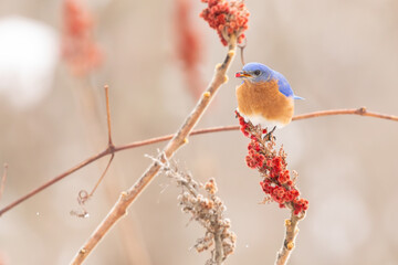 Eastern Bluebird