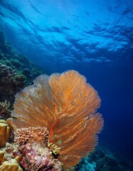 A vibrant orange sea fan coral stands out against the deep blue water of a coral reef.